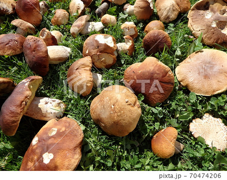 Boletus edulis - edible mushroom 70474206