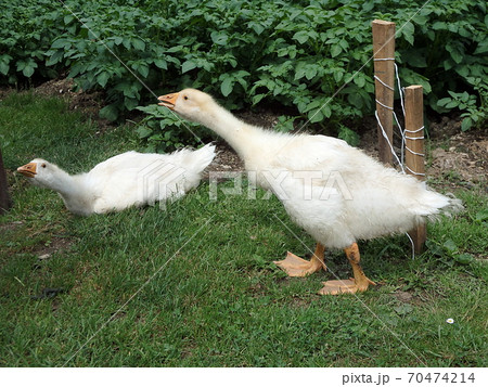 Slovak White goose, Domestic geese, Slovak White goose, Domestic geese, 70474214