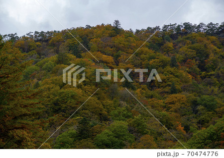 山 木 風景 70474776