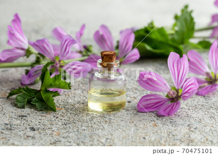 A bottle of mallow essential oil with fresh malva sylvestris plant on a white background 70475101
