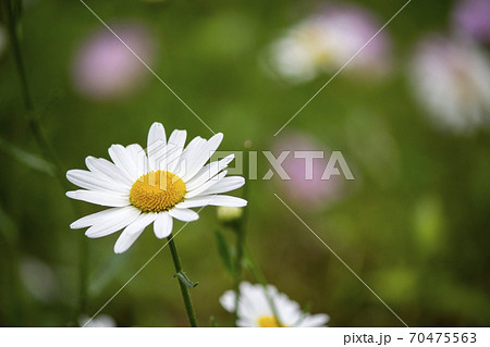 一輪の白いマーガレットの花の写真素材