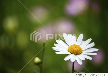 一輪の白いマーガレットの花の写真素材