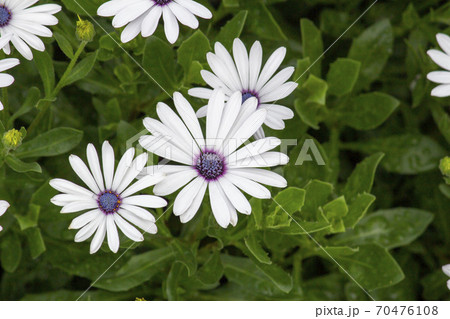 鮮やかな色彩のアフリカンデイジーの花の写真素材