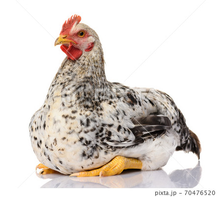 one gray rooster isolated on white background, studio shoot one gray rooster isolated on white background, studio shoot 70476520