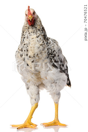 one gray rooster isolated on white background, studio shoot one gray rooster isolated on white background, studio shoot 70476521