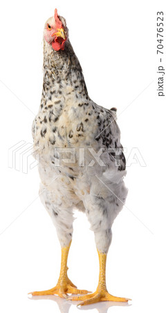 one gray rooster isolated on white background, studio shoot 70476523