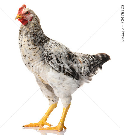 one gray rooster isolated on white background, studio shoot one gray rooster isolated on white background, studio shoot 70476528