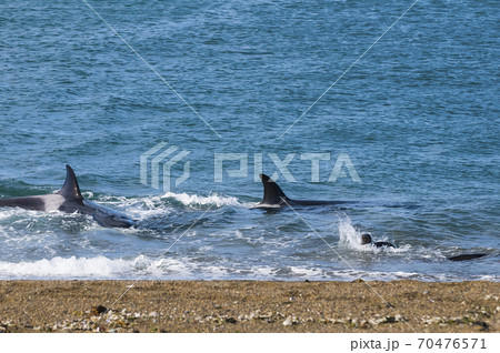 Southern Right Whale emerging and breathing 70476571