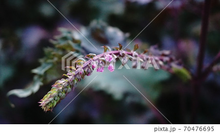 赤紫蘇の花の写真素材