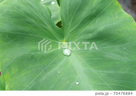 里芋の葉にたまった雨水 しずく 7月 の写真素材