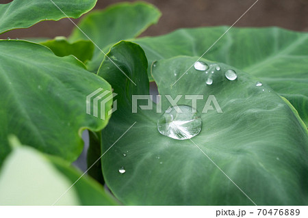 里芋の葉にたまった雨水 しずく 7月 の写真素材