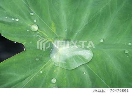 里芋の葉にたまった雨水 しずく (7月) 里芋の葉にたまった雨水 しずく (7月) 70476891