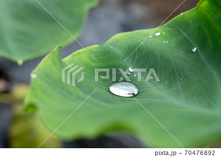 里芋の葉にたまった雨水 しずく 7月 の写真素材