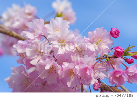 桜　ヤエベニシダレ　ピンク　八重桜 70477188