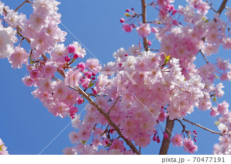 桜　ヤエベニシダレ　ピンク　八重桜 70477191