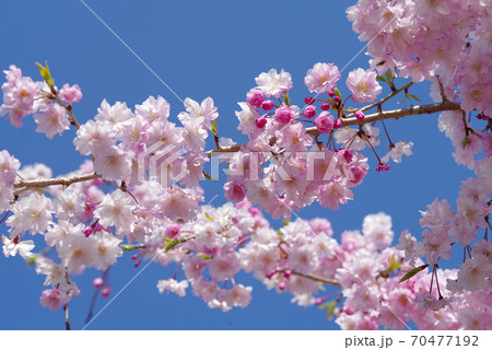 桜　ヤエベニシダレ　ピンク　八重桜 70477192