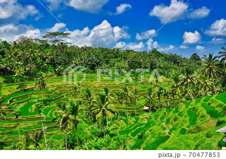 バリ島のテガラランの風景 70477853