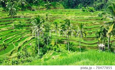 バリ島のテガラランの風景 70477855