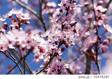 illuminated by sunlight fresh cherry blossoms 70478287
