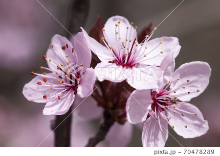 small beautiful blooming red cherry flowers small beautiful blooming red cherry flowers 70478289