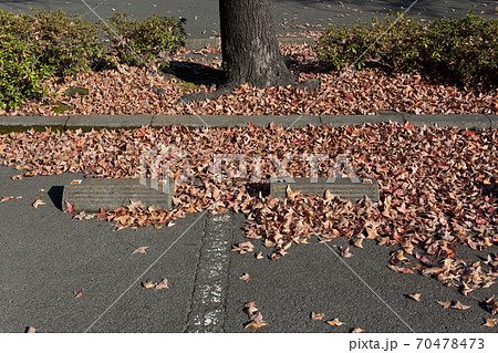 歩道に集まった落葉 歩道に集まった落葉 70478473