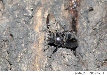 コクワガタ♀ コクワガタ♀ 70478751