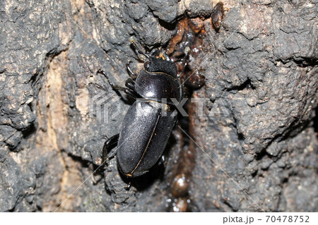 コクワガタ♀ コクワガタ♀ 70478752