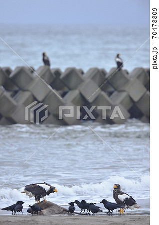 エゾシカの亡骸に群れるオオワシとカラス（北海道） 70478809
