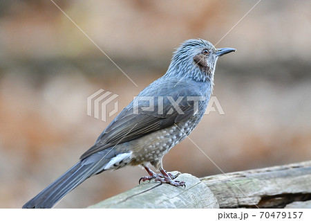 石神井公園 ヒヨドリ 70479157