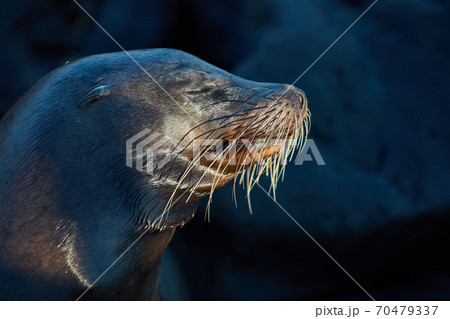 sea lion head face portrait Galapagos Ecuador 70479337
