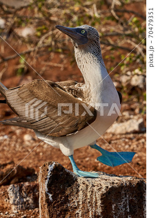 Blue Footed Booby Sula nebouxii north seymour island Galapagos Ecuador 70479351