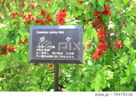 EOS7D早春賦アルプス公園その31 EOS7D早春賦アルプス公園その31 70479516