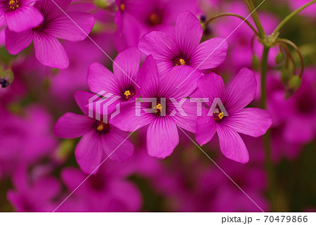 ピンクのオキザリスの豪華な花姿の写真素材