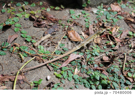 カナヘビ 70480006