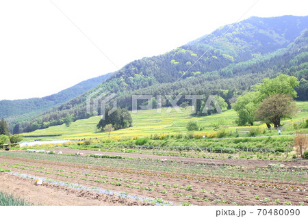 EOS7Dアルプス公園里山文化ゾーン菜の花その4 70480090