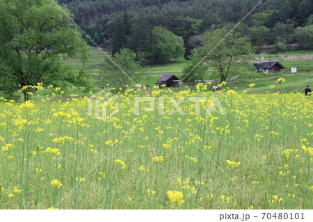 EOS7Dアルプス公園里山文化ゾーン菜の花その15 70480101