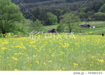 EOS7Dアルプス公園里山文化ゾーン菜の花その17 70480103