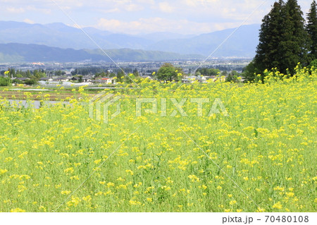 EOS7Dアルプス公園里山文化ゾーン菜の花その22 70480108