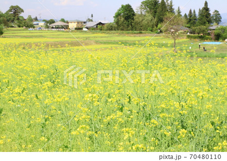 EOS7Dアルプス公園里山文化ゾーン菜の花その24 70480110