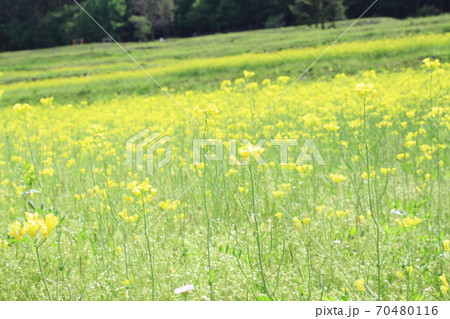 EOS7Dアルプス公園里山文化ゾーン菜の花その30 70480116