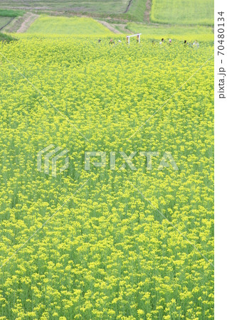 EOS7Dアルプス公園里山文化ゾーン菜の花その48 70480134