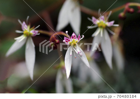 ユキノシタ 雪ノ下 の星形の花型がユニークの写真素材