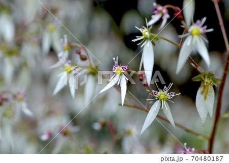 ユキノシタ 雪ノ下 の星形の花型がユニークの写真素材