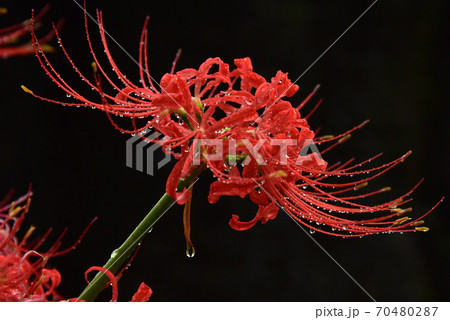 彼岸花 70480287