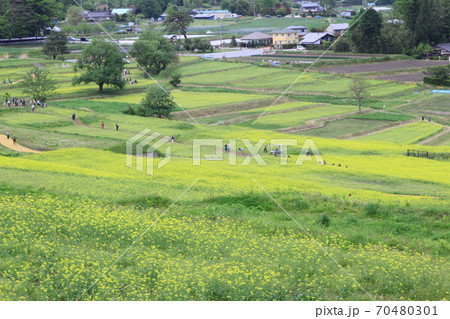 EOS7Dアルプス公園里山文化ゾーン菜の花その55 70480301
