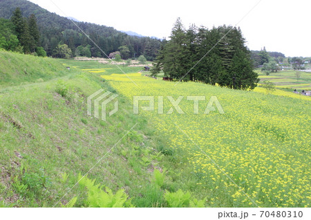 EOS7Dアルプス公園里山文化ゾーン菜の花その64 EOS7Dアルプス公園里山文化ゾーン菜の花その64 70480310