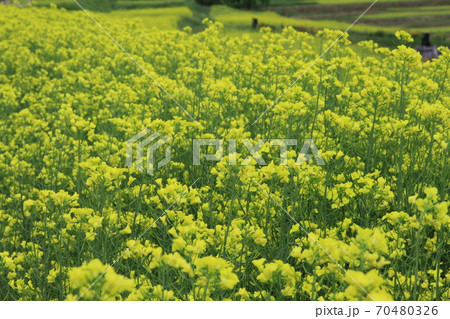 EOS7Dアルプス公園里山文化ゾーン菜の花その80 EOS7Dアルプス公園里山文化ゾーン菜の花その80 70480326