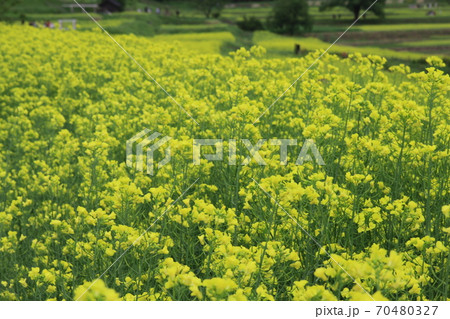 EOS7Dアルプス公園里山文化ゾーン菜の花その81 EOS7Dアルプス公園里山文化ゾーン菜の花その81 70480327