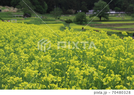 EOS7Dアルプス公園里山文化ゾーン菜の花その82 70480328