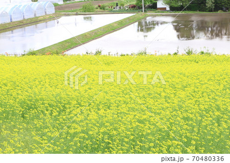 EOS7Dアルプス公園里山文化ゾーン菜の花その88 EOS7Dアルプス公園里山文化ゾーン菜の花その88 70480336